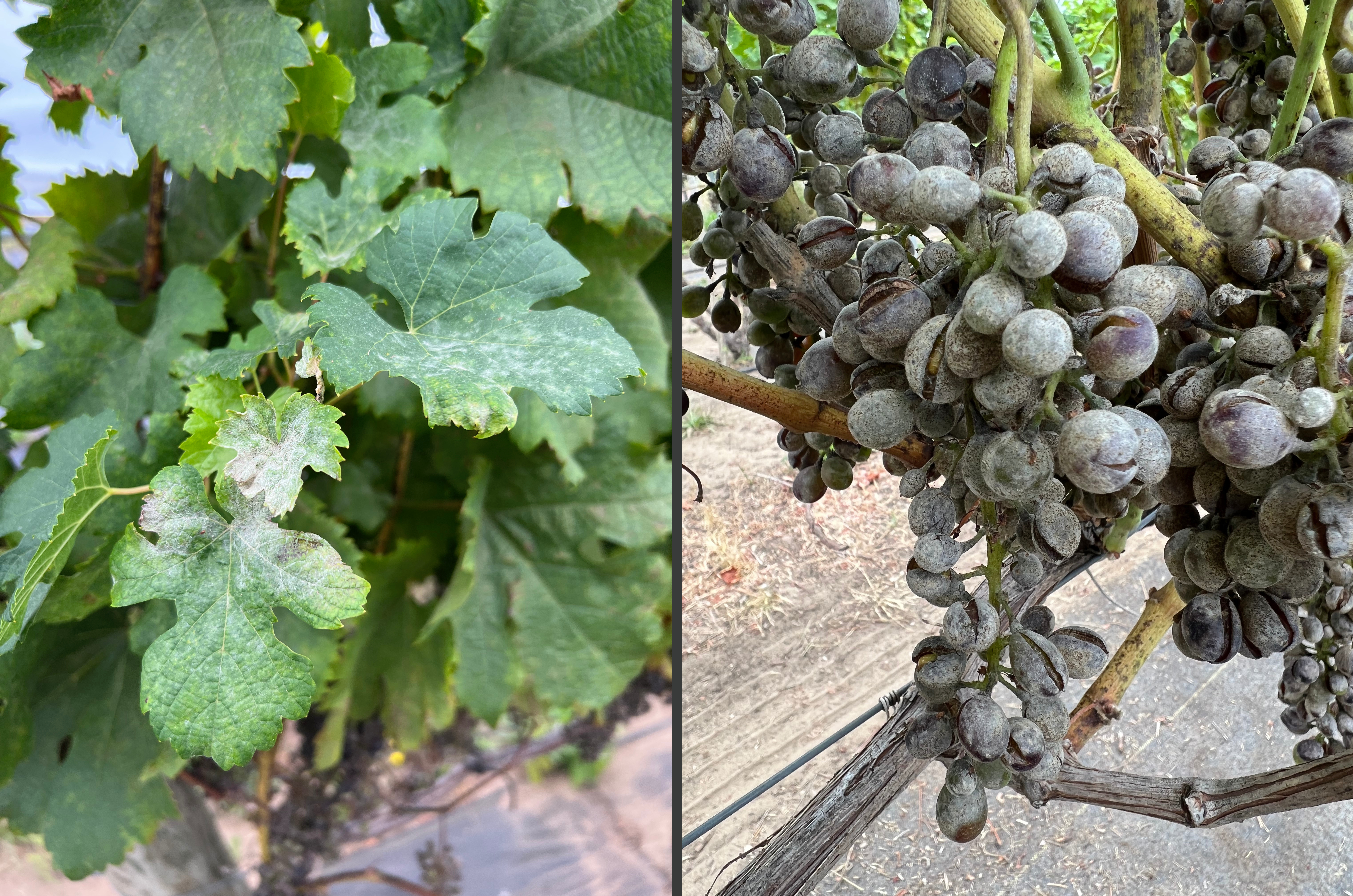 Powdery mildew on grape clusters and leaves.